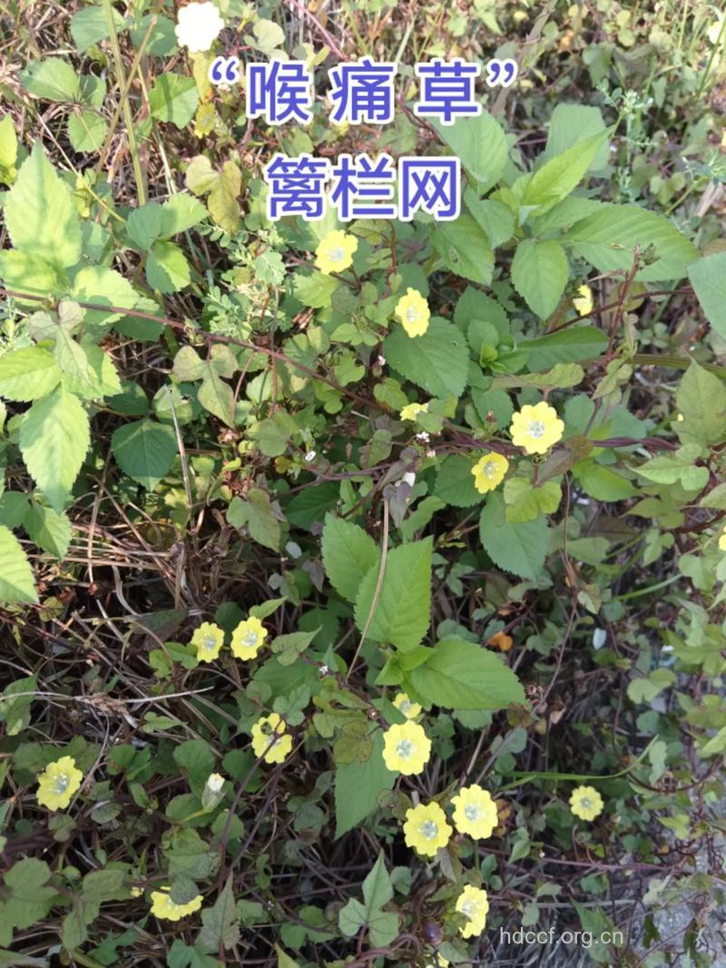 北鱼黄草的功效与作用