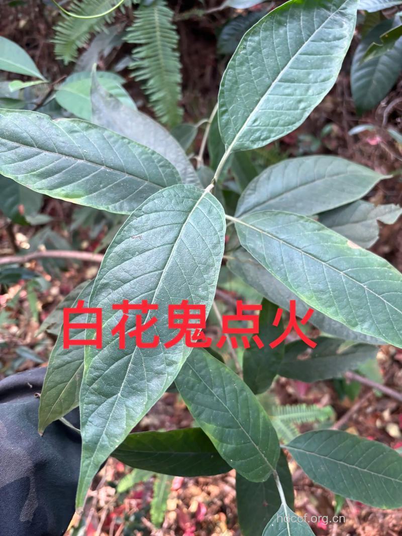 白郎花的功效与作用