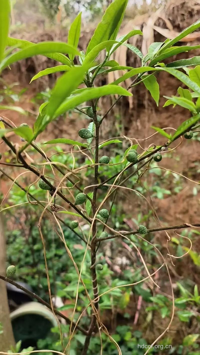 白云花根的功效与作用