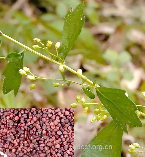 庵 (艹闾)的功效与作用