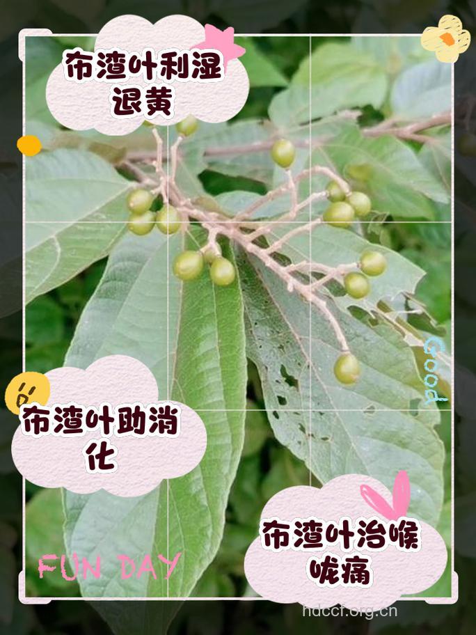 布渣叶的功效与作用