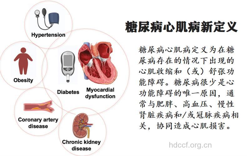 糖尿病心血管病变基础知识