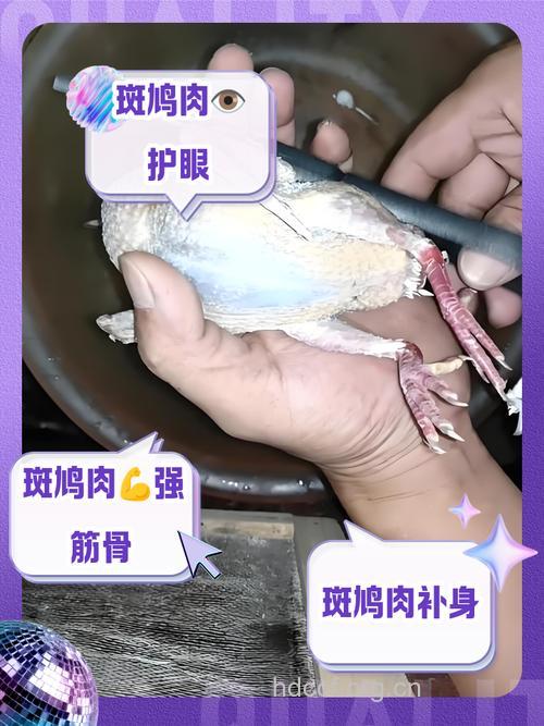 鸨肉的功效与作用