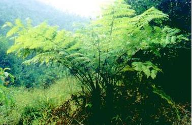 苞叶木的功效与作用