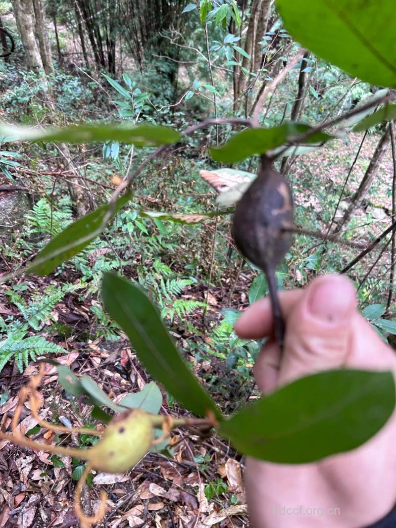 白叶瓜馥木的功效与作用