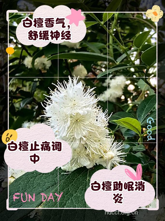 白檀的功效与作用