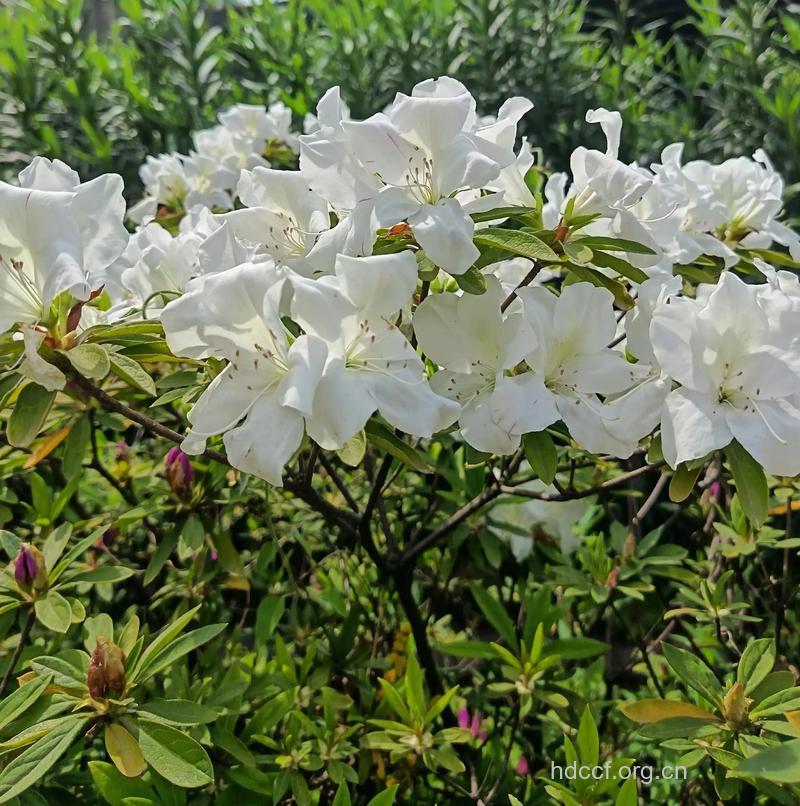白杜鹃花的功效与作用