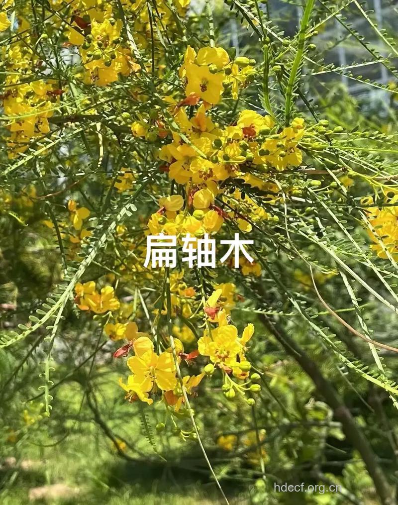 扁轴木的功效与作用