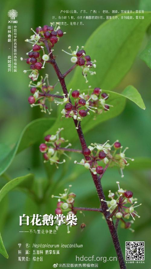白叶花柴的功效与作用