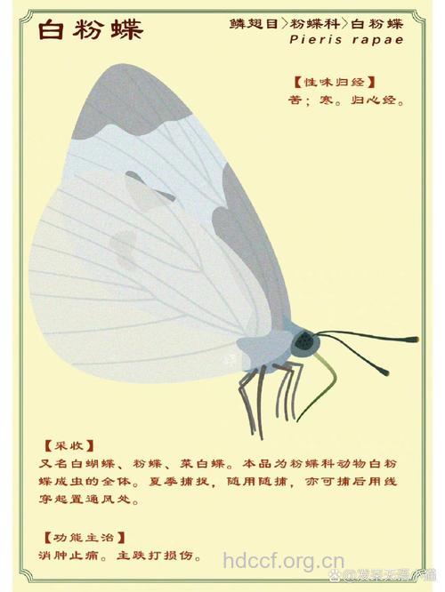 白粉蝶的功效与作用