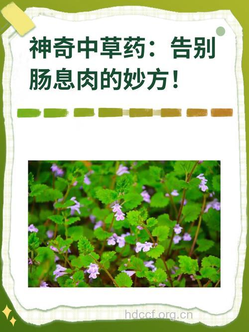 结肠息肉有哪些治疗偏方