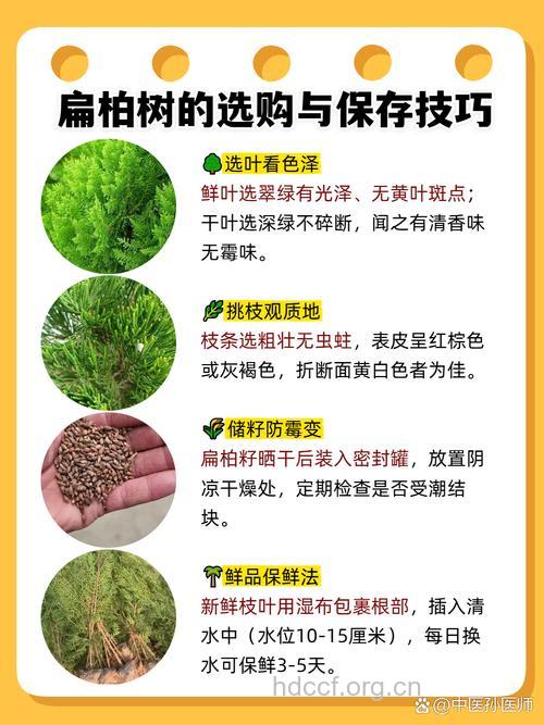 柏树的功效与作用