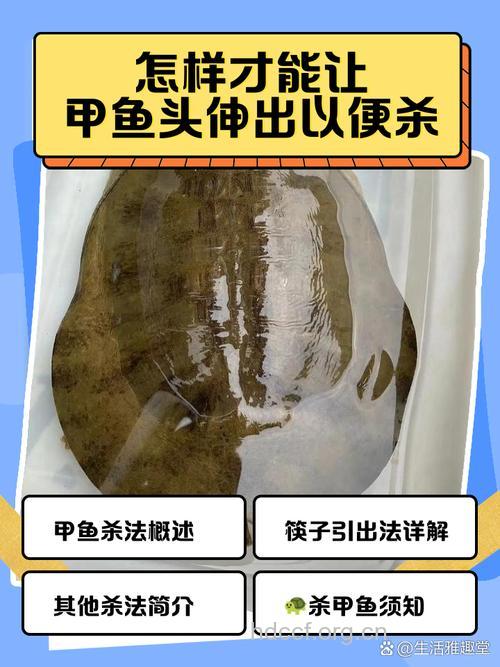 鳖头的功效与作用