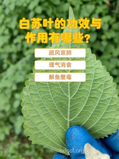 白苏叶的功效与作用