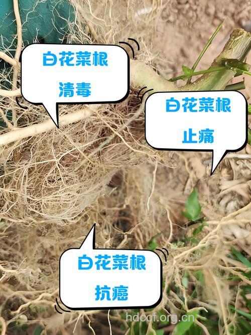 白花菜根的功效与作用