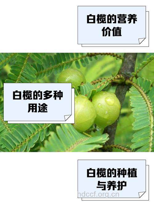 白金古榄的功效与作用