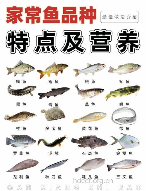 盘点：常见鱼的营养价值