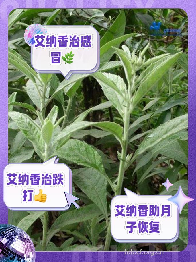 艾纳香的功效与作用