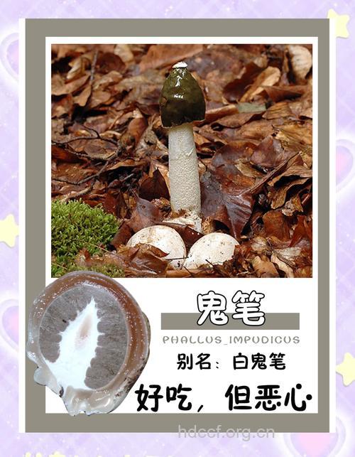白鬼笔的功效与作用