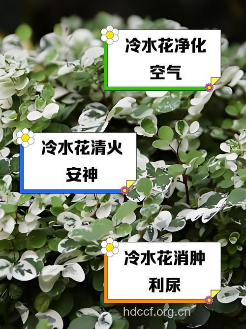 矮茎冷水花的功效与作用