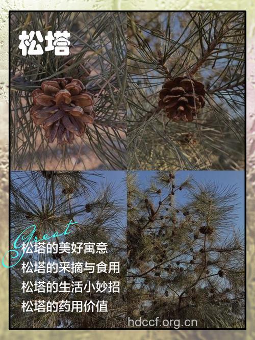 白松塔的功效与作用