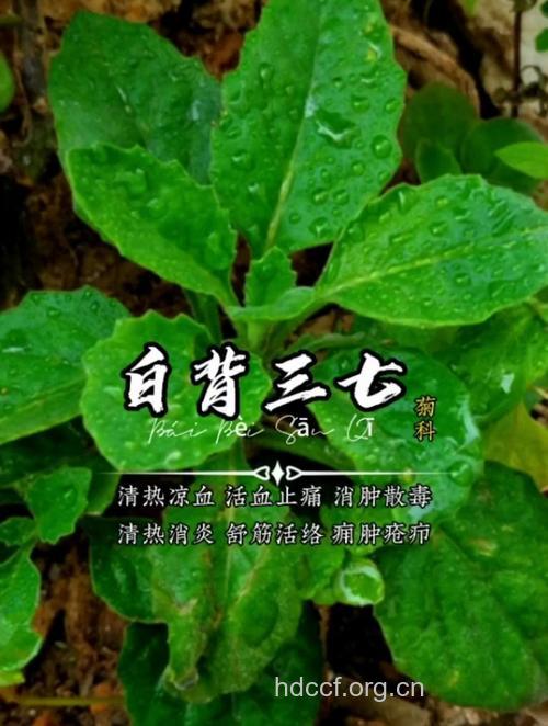 白背三七茎叶的功效与作用