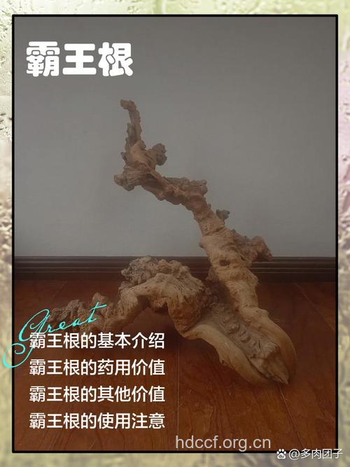 霸王根的功效与作用