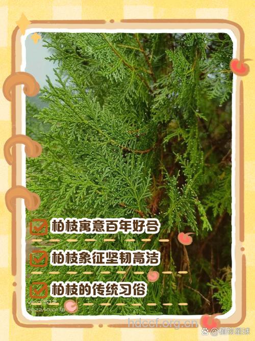 柏枝节的功效与作用