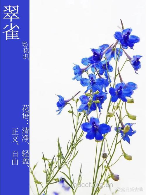白蓝翠雀花的功效与作用