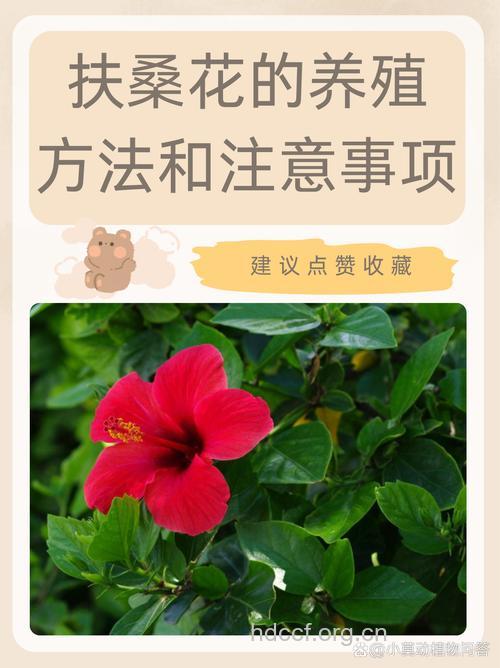 标杆花的功效与作用