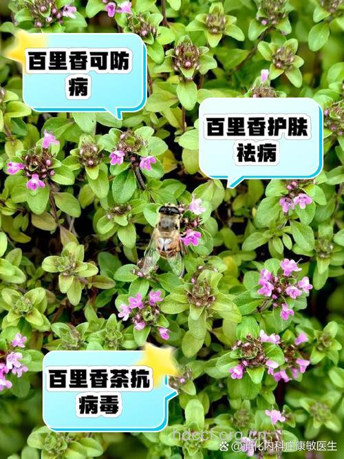 百里香的功效与作用