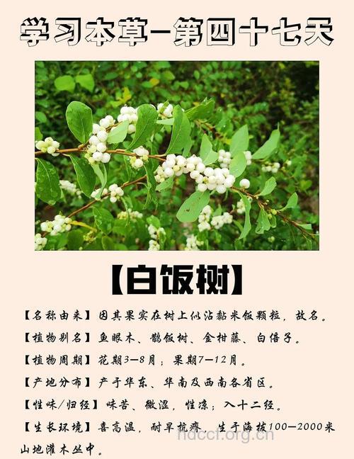 白饭树的功效与作用