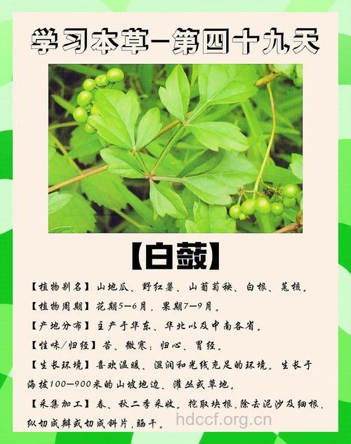 白透滑消的功效与作用