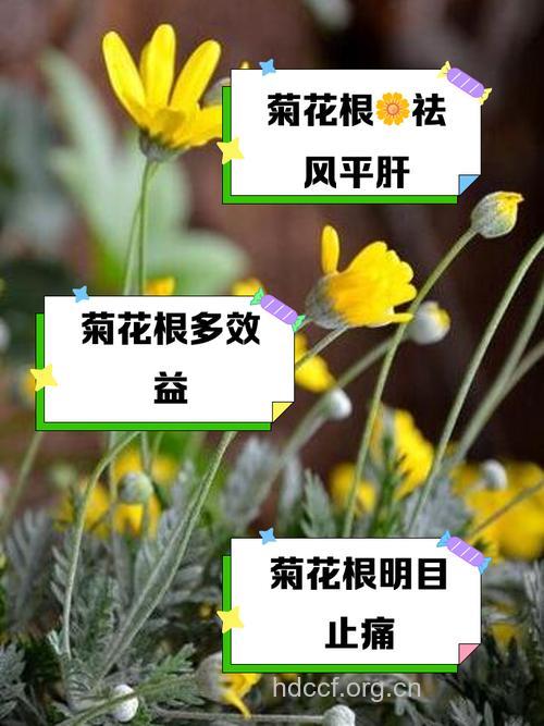 白菊花根的功效与作用