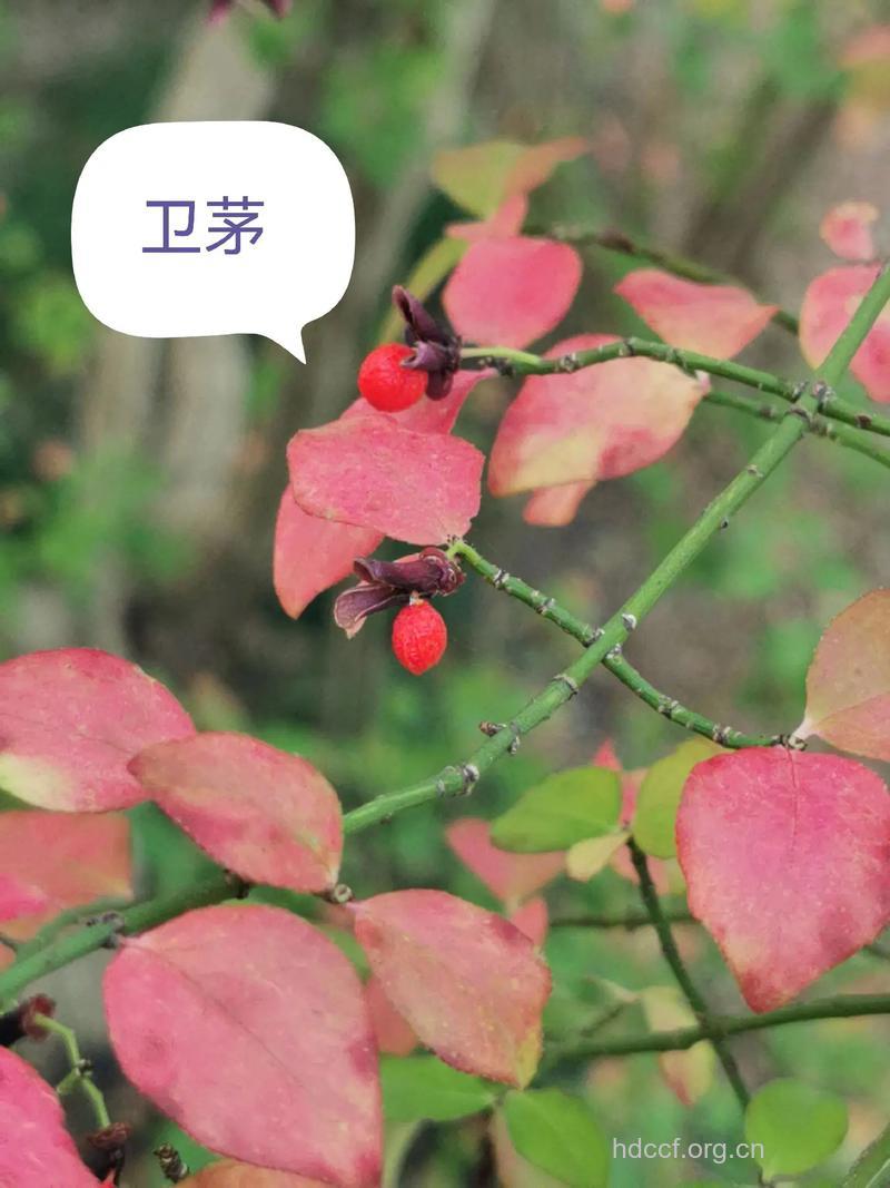 矮卫矛的功效与作用