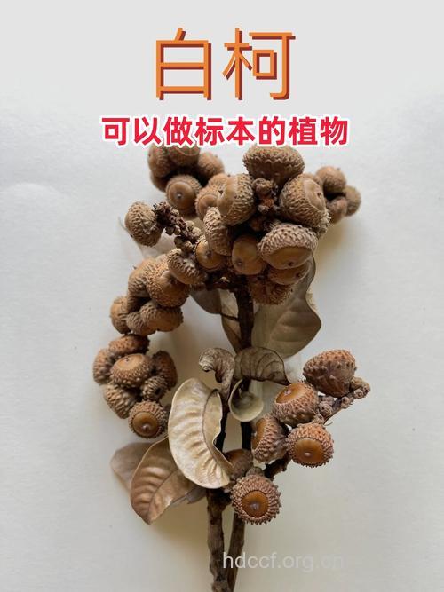 白皮柯的功效与作用