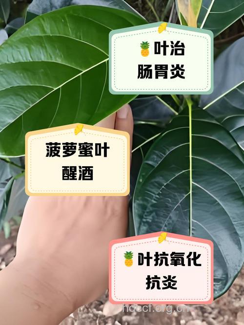 波罗蜜叶的功效与作用