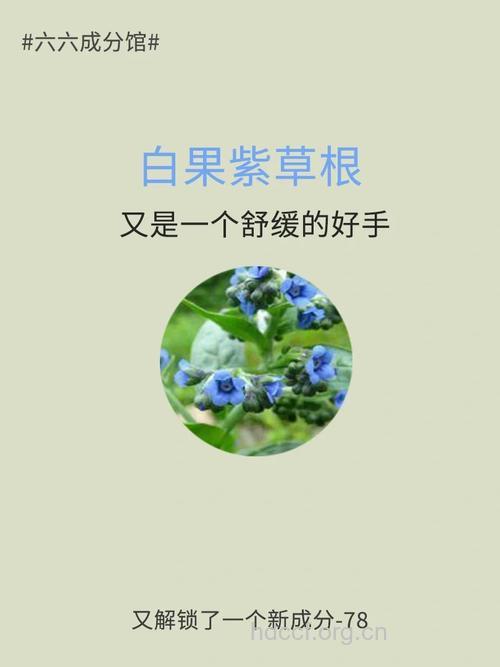 白果紫草的功效与作用