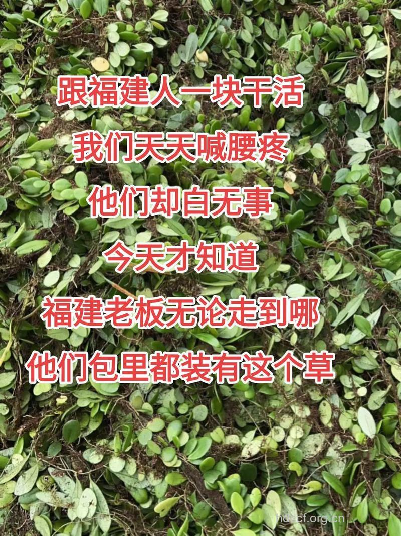 抱树莲的功效与作用