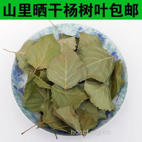 白杨叶的功效与作用