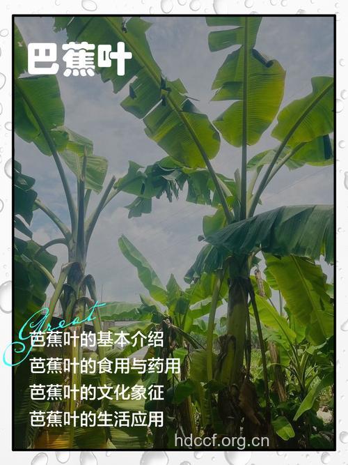 芭蕉叶的功效与作用