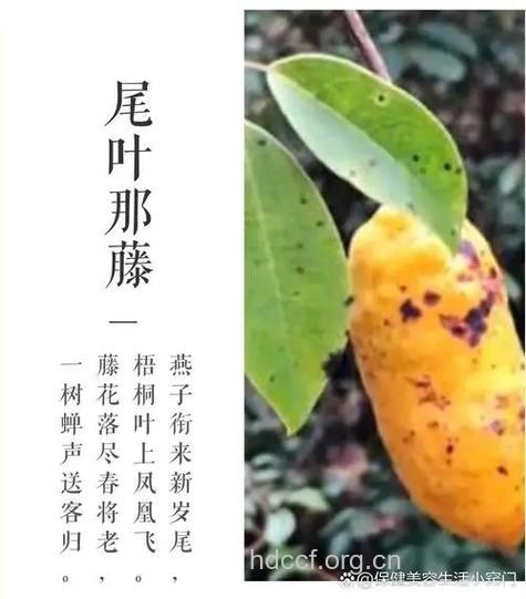 白九股牛的功效与作用