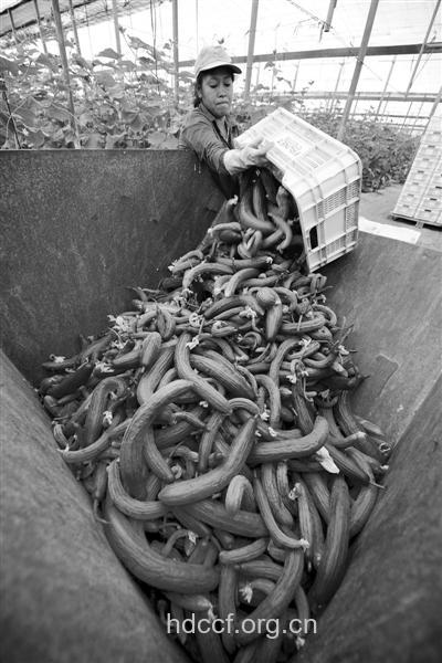 德国毒黄瓜致死 还可以生吃黄瓜吗
