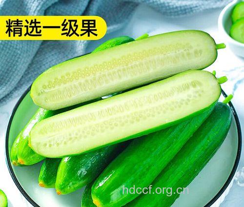 德国民众不在生吃黄瓜 黄瓜为何会致死