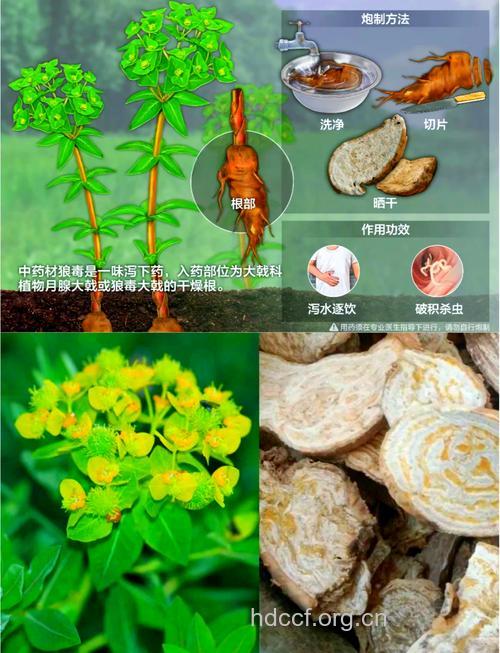 白狼毒的功效与作用