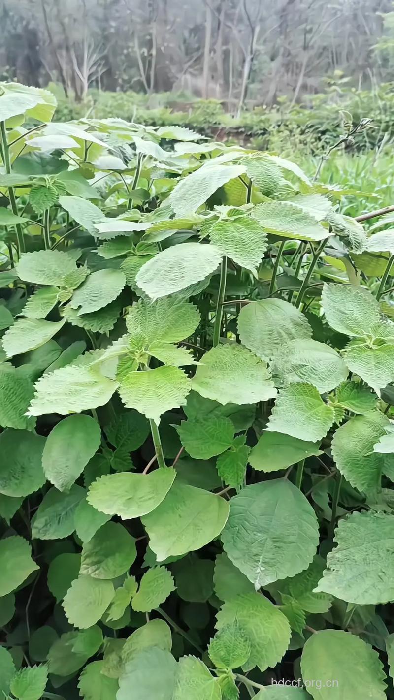 白升麻的功效与作用