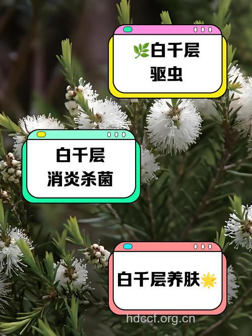 白千层叶的功效与作用