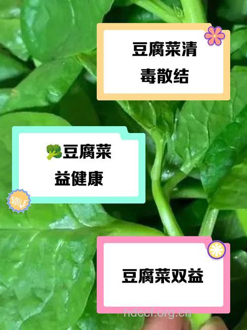 变豆菜的功效与作用