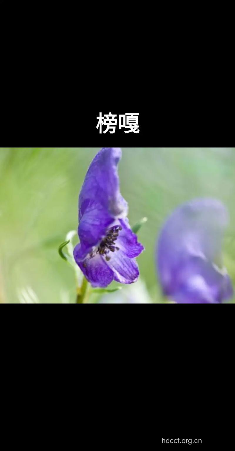 榜嘎的功效与作用