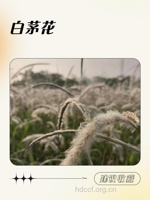 白茅花的功效与作用